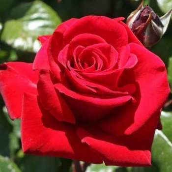 Róża wielkokwiatowa DAMA DE COEUR art  511D  w donicy
